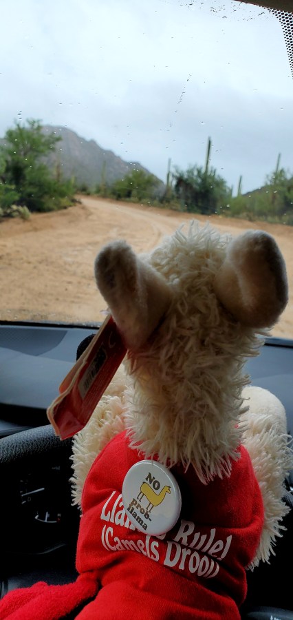 When llamas get wet they smell like&nbsp;Fritos.